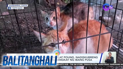 Ilang pusa sa isang cat pound, nadiskubreng kinakain daw ang bangkay ng ibang pusa | BT