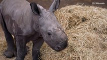 Adorable baby rhino charges into the world at a Bedfordshire zoo: Incredible footage shows the youngster taking its first steps within just two hours of being born