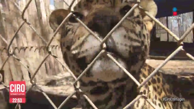 Buscan reubicar a felinos rescatados de “Black Jaguar White Tiger” por falta de dinero
