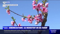 Les arboriculteurs redoutent les gelées tardives