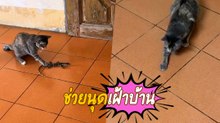 น้องแมวช่วยเฝ้าบ้าน สัตว์แปลกตัวอื่นห้ามเข้า เจอเป็นจับกดจับเล่นหมด