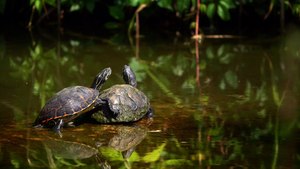 Turtles on a Lake - adalinetv