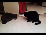 Gatos compartiendo la comida