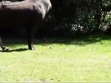 Conoce al tapir a su gran amiguito