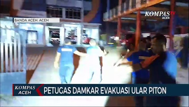 Petugas Damkar Evakuasi Ular Piton