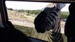 Cebra riendo durante African Safari