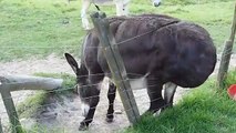 Divertido burro se rasca el trasero