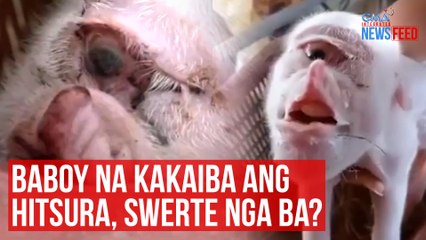 Baboy na kakaiba ang hitsura, swerte nga ba? | GMA Integrated Newsfeed