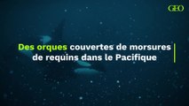 La découverte d'orques couvertes de morsures de requins dans le Pacifique