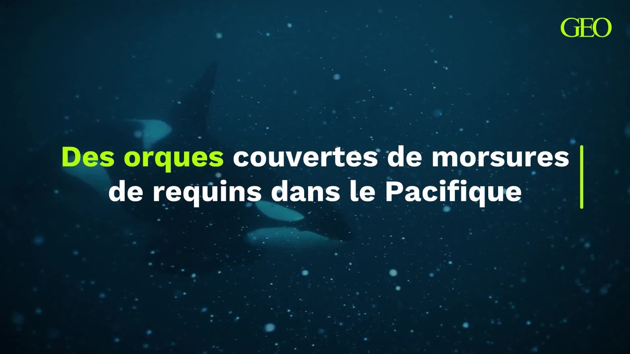 La découverte d'orques couvertes de morsures de requins dans le Pacifique
