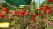 Walt DIsney World Oz Garden Magically Appears at Epcot