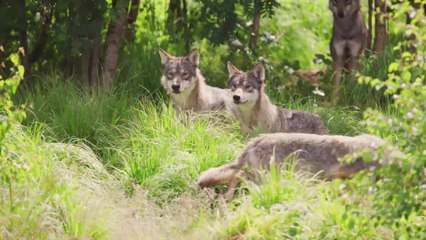 Gazeta Lubuska. W Lubuskiem mamy kilkaset wilków. Co o nich wiemy?