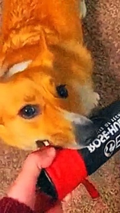 Cute dogs video 38