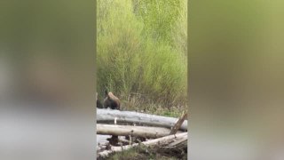 Protective Mother Bison Chases Bear Away From Her Young | Wild-ish TV