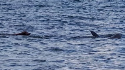 Dog Plays Game Of Chase With Wild Dolphin | Wild-ish TV