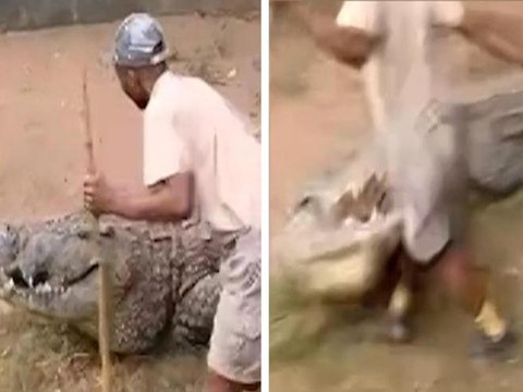 Il custode aggredito dal grosso coccodrillo: ha rischiato la vita