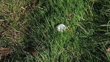 Franck Lorenzo Vera : Chip sur lie porté