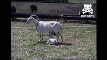 Divertida cabra corre en dos patitas