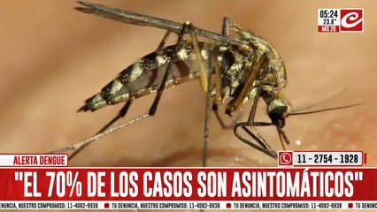Preocupación por el aumento de casos de dengue en la ciudad de Buenos Aires