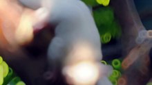 Cute Sugar Glider