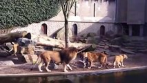 Leones atacan a ave en zoológico grabado por turistas