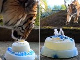 Due fratelli tigre festeggiano il compleanno con tanto di torta