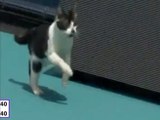 Il gatto interrompe una partita di tennis e ruba la scena a tutti