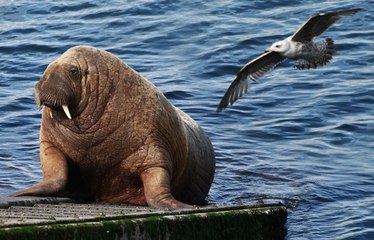 Unseen video of the time ‘Wally the walrus’ made his home in Tenby!