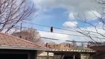 Pequeño mapache camina en cables de teléfono