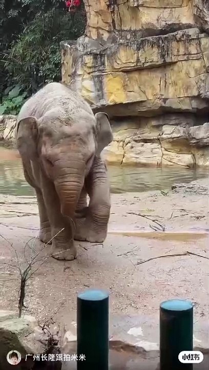 Elephant