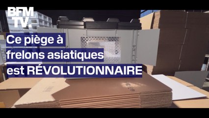 Ce piège à frelons asiatiques est révolutionnaire et ne capture pas les autres insectes