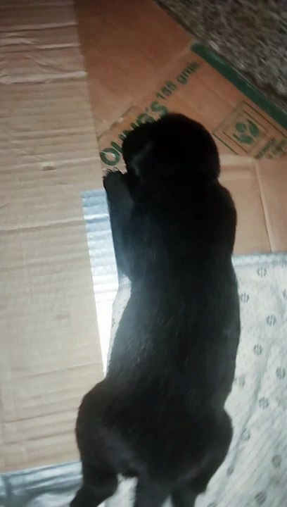 Snappy puppy