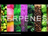what is Cannabis terpenes?