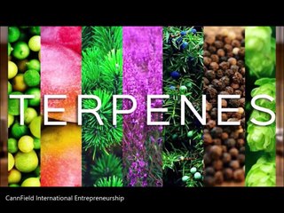 what is Cannabis terpenes?