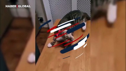 Yerinde duramayan kedi kendisini bekleyen sondan kaçamadı: "Arkadaşlar ben gidiyorum, gittim"