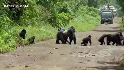 Ailesinin zarar görmemesi için trafiği durduran baba gorilin görüntüleri yürekleri ısıttı