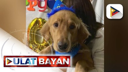 Ilang celebrities, kinondena ang pagpatay sa golden retriever na si Killua