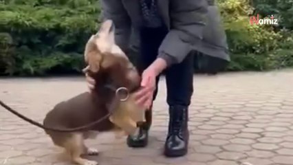 Tras un año en el refugio, su dueña por fin da con él: su rencuentro conmueve hasta las lágrimas (Vídeo)