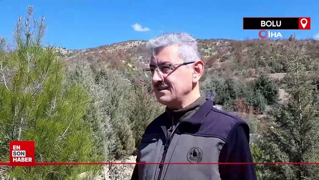 Bolu'da küle dönen 250 hektar orman yeniden canlandı