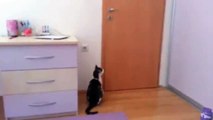 Increible Gato abriendo 5 puertas