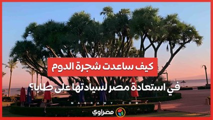 كيف ساعدت شجرة "الدوم" في استعادة مصر لسيادتها على طابا؟