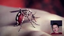 Yeah Yeah Yeahs  Mosquito Video Official