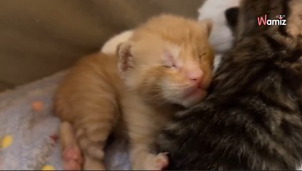 Trois chats aveugles ont une idée de génie pour obtenir de l'aide dans la rue (vidéo)