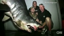 Grupo de pescadores atrapa tiburón de 1300 libras