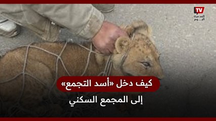 كيف دخل «أسد التجمع» إلى المجمع السكني