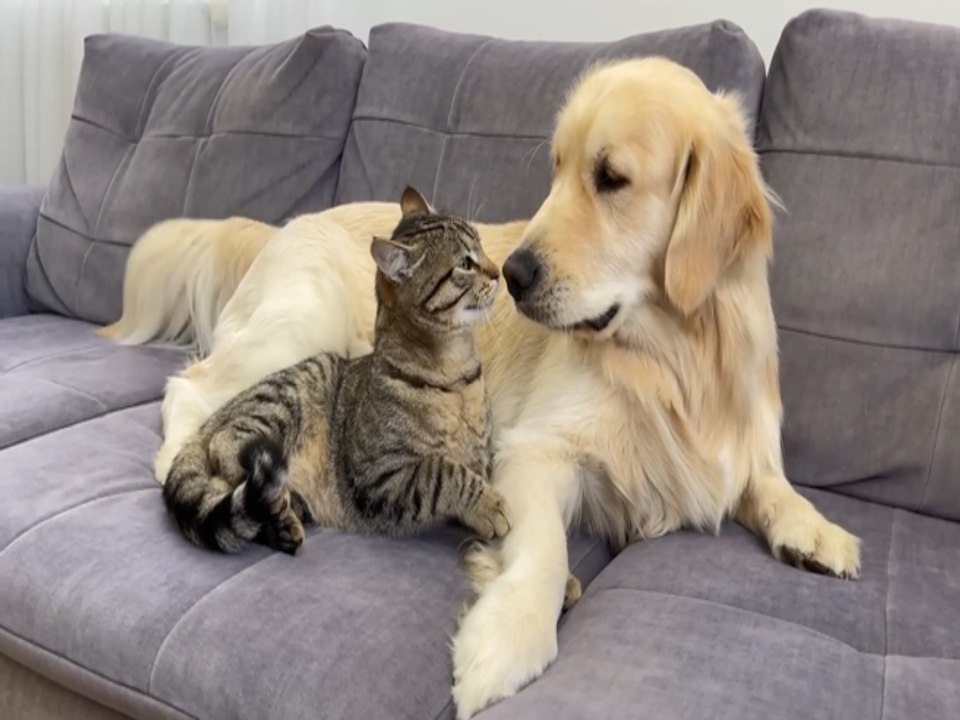 Il Golden retriever prova a fare amicizia con un gattino diffidente: il siparietto è divertentissimo
