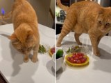 Il gatto non sopporta gli asparagi: ecco cosa fa per farli sparire