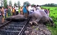 3 elefantes murieron y 1 se encuentra en condición critica luego de ser atropellados por el tren veloz en India