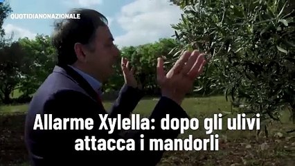 Allarme Xylella: dopo gli ulivi attacca i mandorli