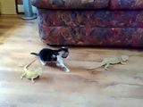 Lagartija asusta a gatito juguetón